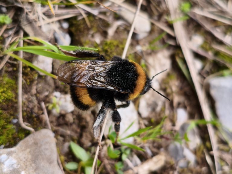 Primo piano di un bombo nero e giallo appoggiato al terreno tra erba e muschio
