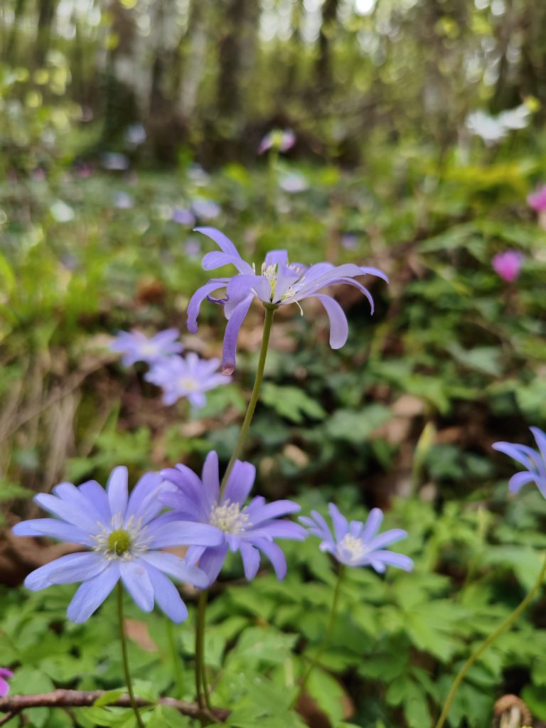 Fiori azzurro lilla di anemoni in fiore all’interno di un bosco primaverile