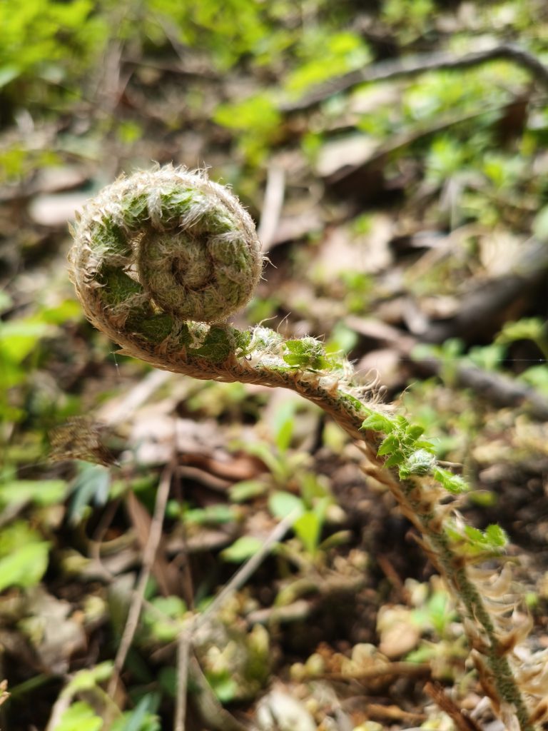 Dettaglio di una giovane felce arrotolata durante la crescita nel sottobosco