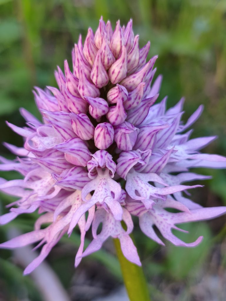 Macro di orchidea selvatica rosa con petali venati e sfondo naturale sfocato