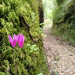 Ciclamini selvatici rosa che crescono tra il muschio lungo un sentiero del Bosco sul Monte Massico