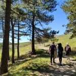 Persone in cammino lungo un sentiero tra i pini nel Bosco sul Monte Massico sotto il cielo limpido
