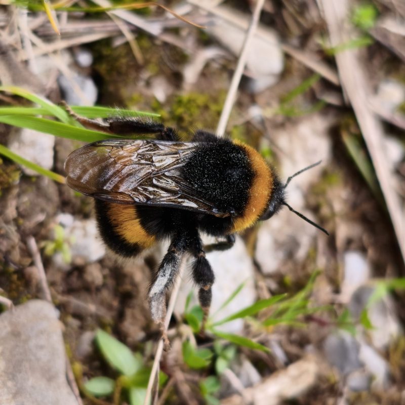 Primo piano di un bombo nero e giallo appoggiato al terreno tra erba e muschio