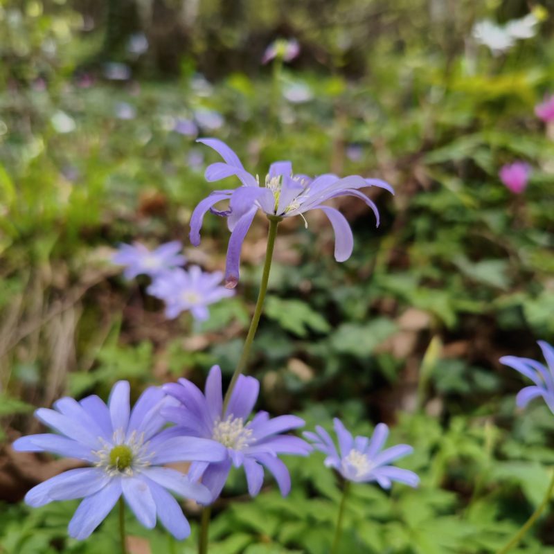 Fiori azzurro lilla di anemoni in fiore all’interno di un bosco primaverile