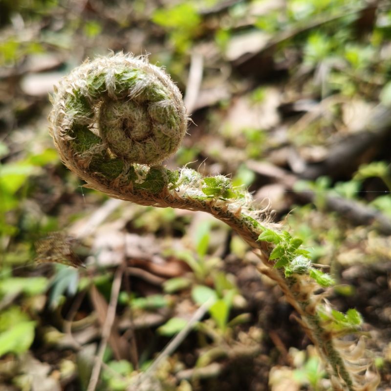 Dettaglio di una giovane felce arrotolata durante la crescita nel sottobosco