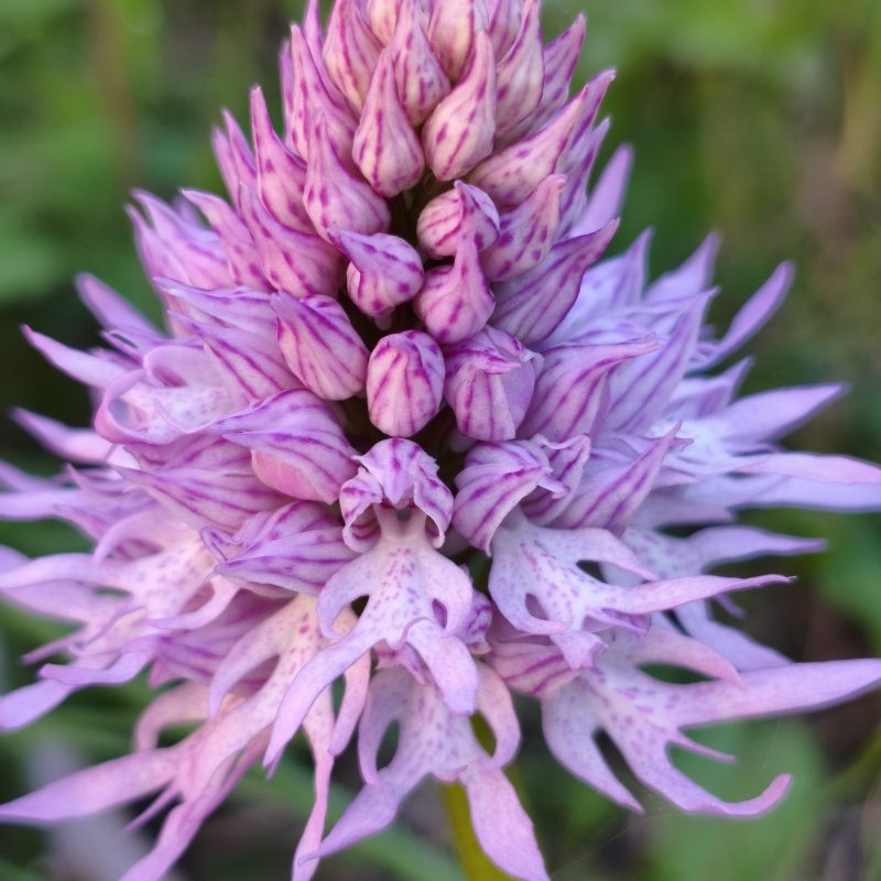 Macro di orchidea selvatica rosa con petali venati e sfondo naturale sfocato