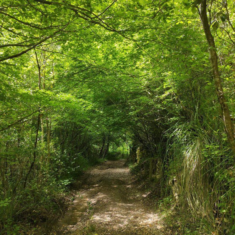 veduta del bosco del massico