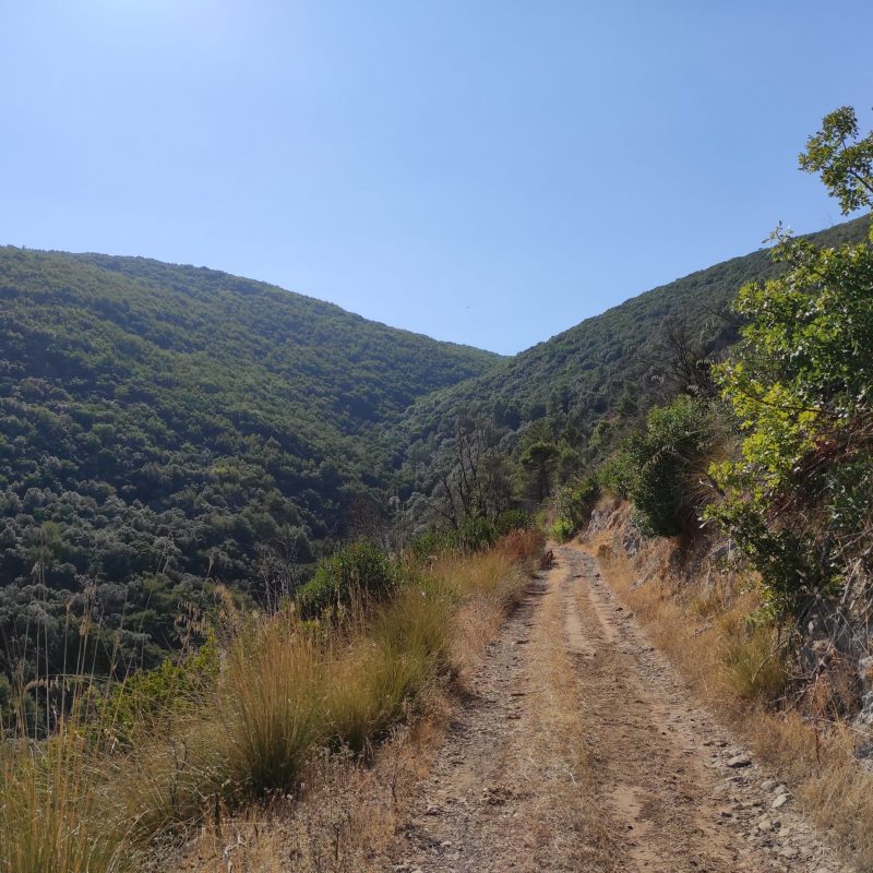 bosco del Monte Massico 3