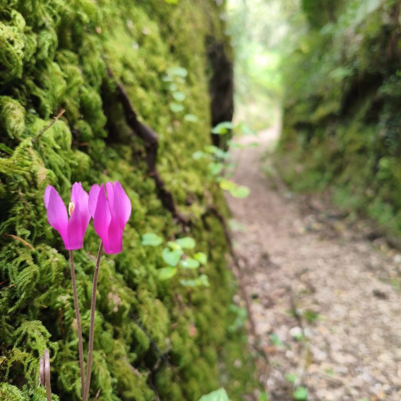 Ciclamini selvatici rosa che crescono tra il muschio lungo un sentiero del Bosco sul Monte Massico