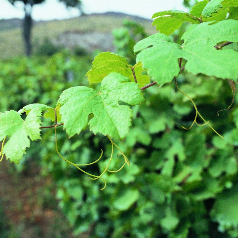 Dettaglio delle foglie verdi della vite con tralci e vigneto sullo sfondo