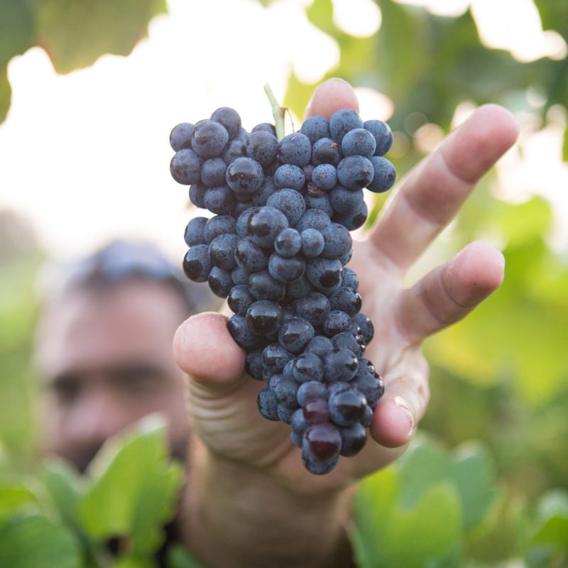 Raccolta manuale di un grappolo d'uva
