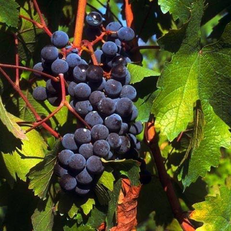 Primo piano di grappolo d’uva scura in maturazione tra le foglie della vite