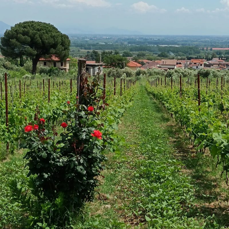 Filari di vite con rose rosse all’inizio del vigneto e paesaggio rurale sullo sfondo
