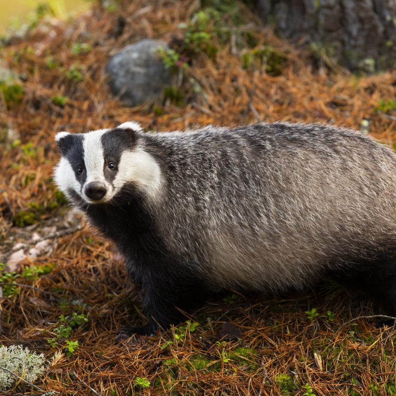 Tasso europeo fotografato nel bosco tra aghi di pino e vegetazione naturale