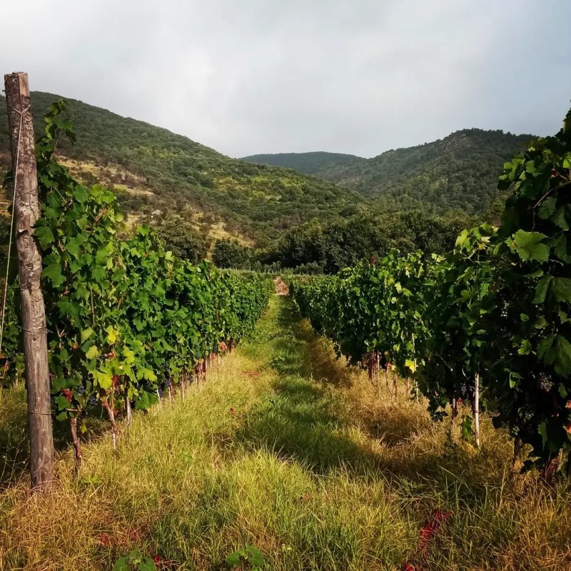 Filari di vite coltivati in collina con panorama naturale sullo sfondo