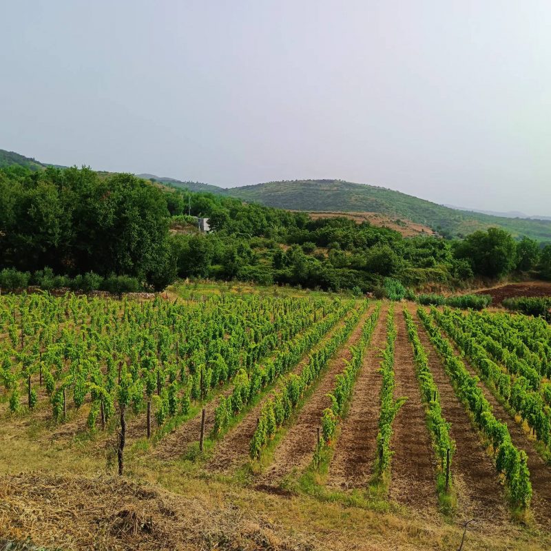 Vista panoramica di un vigneto coltivato tra colline e vegetazione